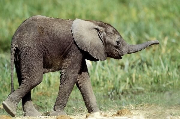 African Elephant - calf. Africa