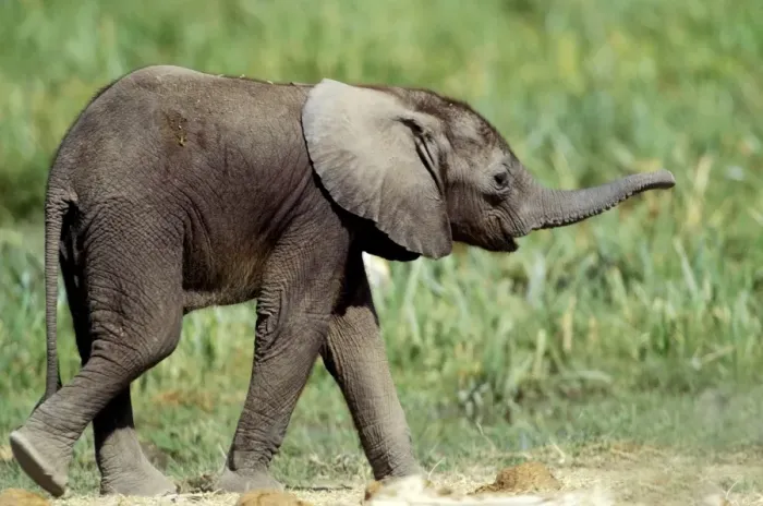 Framed Print : African Elephant - calf. Africa Framed Print : African Elephant - calf. Africa