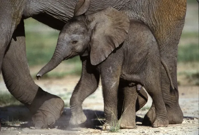 Framed Print : African Elephant - calf. Amboseli National Park - Kenya - Africa Framed Print : African Elephant - calf. Amboseli National Park - Kenya - Africa