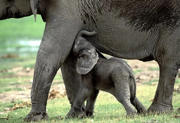 African Elephant - With calf feeding Amboseli, Kenya, Africa
