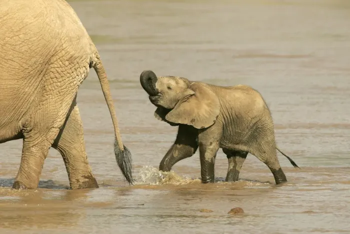 Framed Print : African Elephant - calf in water drinking. Samburu National Park - Kenya - Africa Framed Print : African Elephant - calf in water drinking. Samburu National Park - Kenya - Africa