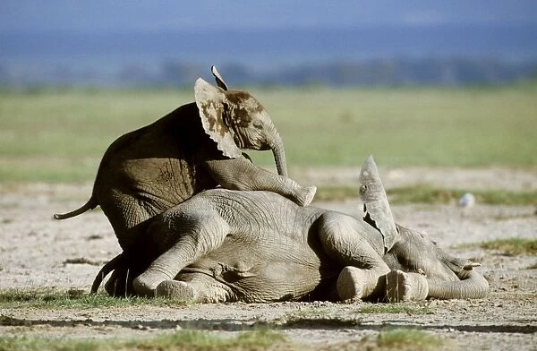 African Elephant - calves playing - Amboseli National Park - Kenya JFL17173