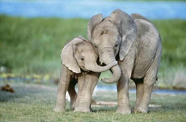 African ELEPHANT - two calves with trunks together