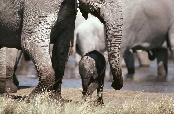 African Elephant CH 4369 Parent and Baby, etosha National Park Namibia Loxodonta africana © Clem Haagner  /  ARDEA LONDON