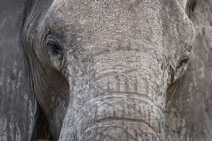 Framed Print : African Elephant - Close up of the face showing the eye area and tusk area - Etosha National Park - Namibia - Africa Framed Print : African Elephant - Close up of the face showing the eye area and tusk area - Etosha National Park - Namibia - Africa