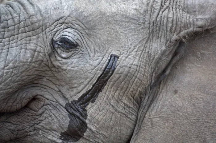 Framed Print : African Elephant - close up of head showing musth gland - Kruger National Park - South Africa Framed Print : African Elephant - close up of head showing musth gland - Kruger National Park - South Africa