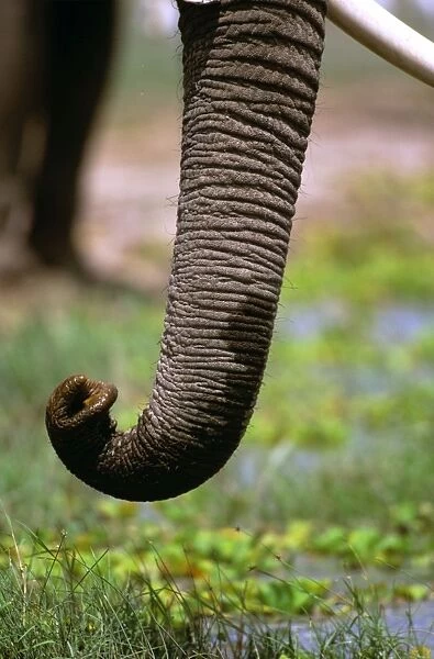 African Elephant - Close up of trunk eating - Samburu National Reserve - Kenya - Africa JFL15679