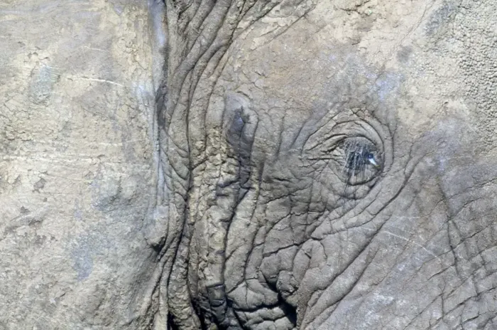 Framed Print : African Elephant - close-up of eye, in musth Framed Print : African Elephant - close-up of eye, in musth