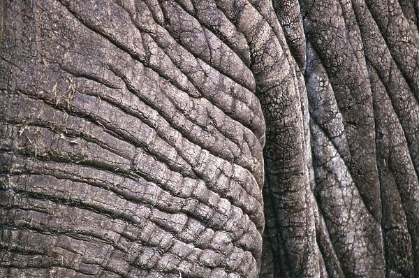 African Elephant - close-up of skin