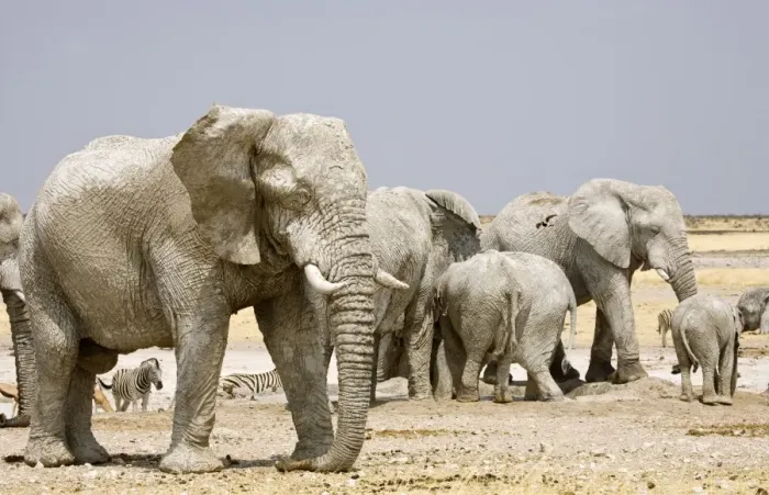 Framed Print : African Elephant - congregating at a water hole - Etosha National Park - Namibia - Africa Framed Print : African Elephant - congregating at a water hole - Etosha National Park - Namibia - Africa