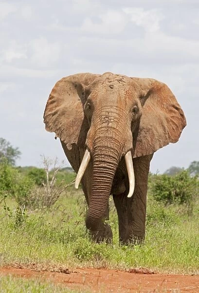 African Elephant - Covered in red Tsavo dust - Tsavo East National Park Kenya