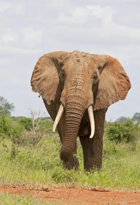 Framed Print : African Elephant - Covered in red Tsavo dust - Tsavo East National Park Kenya Framed Print : African Elephant - Covered in red Tsavo dust - Tsavo East National Park Kenya
