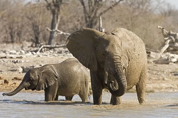 African Elephant Cow and calf playing in the water Etosha National Park, Namibia, Africa