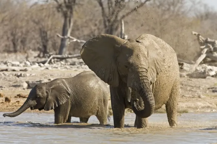Framed Print : African Elephant Cow and calf playing in the water Etosha National Park, Namibia, Africa Framed Print : African Elephant Cow and calf playing in the water Etosha National Park, Namibia, Africa
