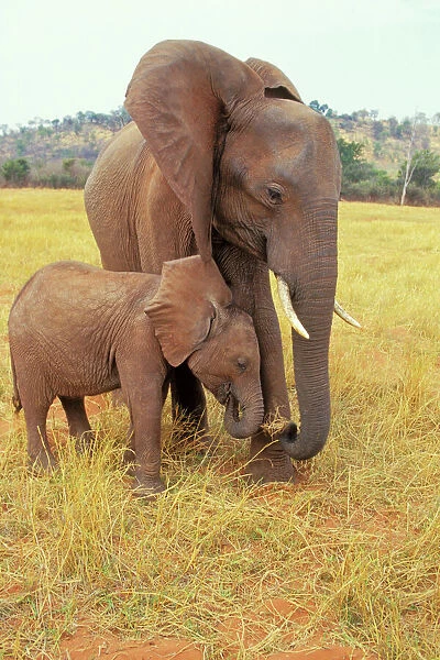 African Elephant - Cow with young calf