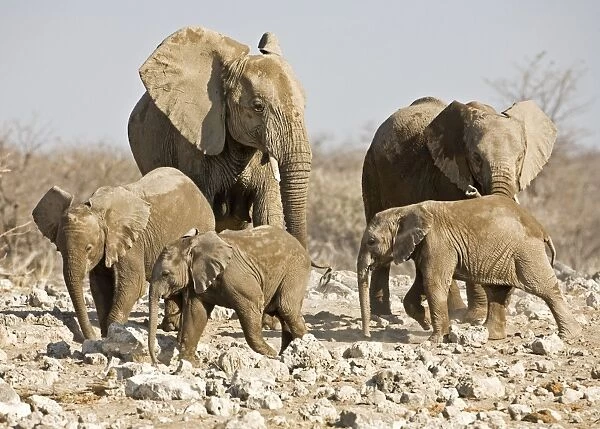 African Elephant Cow and young Etosha National Park, Namibia, Africa
