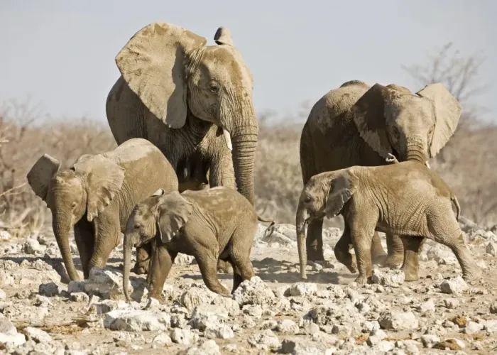 Framed Print : African Elephant Cow and young Etosha National Park, Namibia, Africa Framed Print : African Elephant Cow and young Etosha National Park, Namibia, Africa
