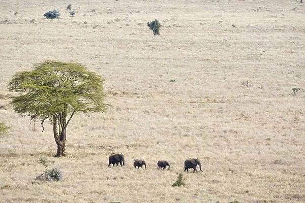 African Elephant - Crossing Plains Lewa Conservancy