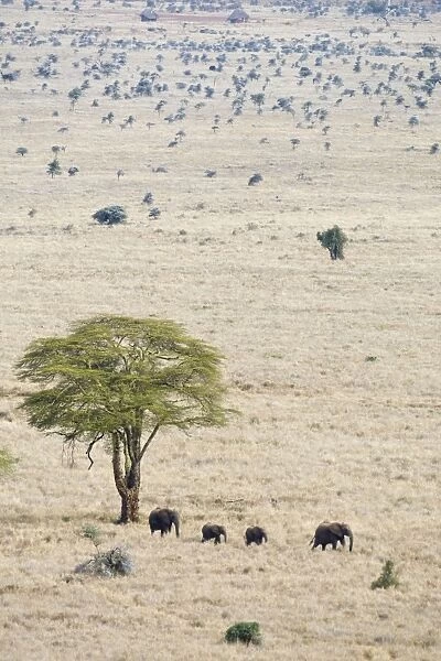 African Elephant - Crossing Plains Lewa Conservancy