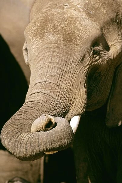 African Elephant - with curled up trunk - Kenya JFL17362