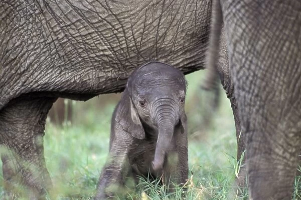 African Elephant - a two day old male elephant is kept safe underneath his mother - Ngorongoro Conservation Area - Tanzania