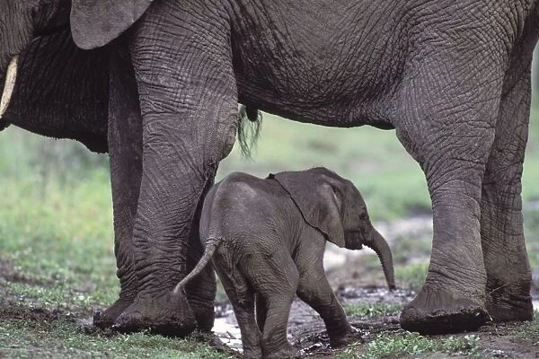 African Elephant - one day old newborn calf leaning against mother - Ngorongoro Conservation Area - Tanzania