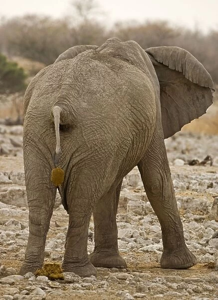 African Elephant - defecating - Etosha National Park - Namibia - Africa