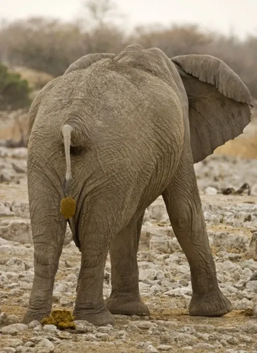 Framed Print : African Elephant - defecating - Etosha National Park - Namibia - Africa Framed Print : African Elephant - defecating - Etosha National Park - Namibia - Africa