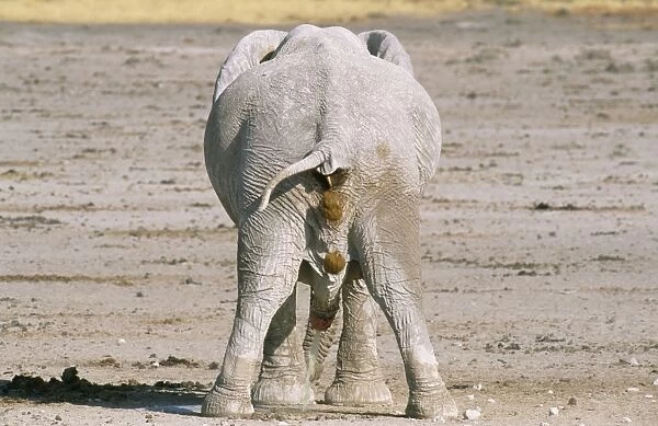 African ELEPHANT - defecating and urinating bull
