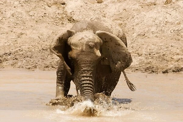 African Elephant - desert adapted - adult female splashes water around with her trunk - Damaraland - Western Namibia - Africa