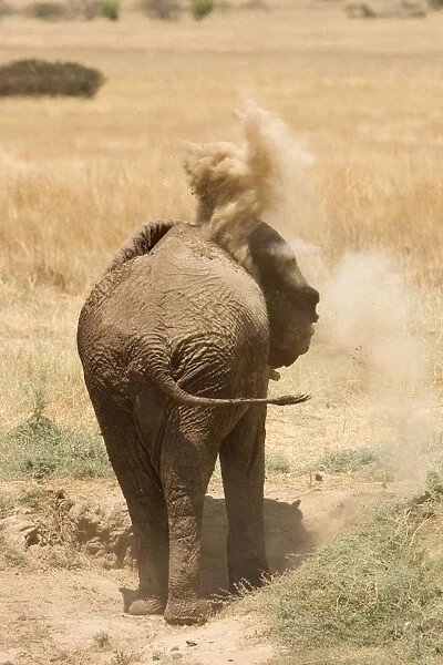 African Elephant - desert adapted - adult flings dust onto its back - Abahuab River - Damaraland - Western Namibia - Africa