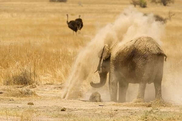 African Elephant - desert adapted - adult throws dust over herself as her calf lies on the ground in front of her - dry grass plain - winter dry season - Ostriches in the hazy background - Abahuab River - Damaraland - Western Namibia - Africa