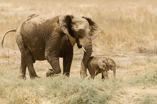African Elephant - Desert Adapted - adult and young calf walking through dry grass - Damaraland - Western Namibia - Africa
