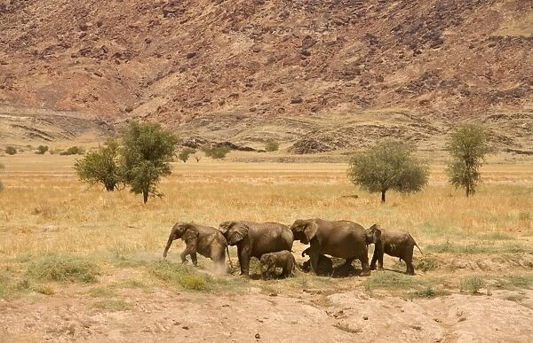 African Elephant - desert adapted - adults and calves standing on the edge of a yellow grassy plain with the foot of a mountain in the background - Abahuab River - Damaraland - Western Namibia - Africa