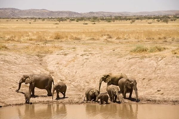 African Elephant - desert adapted - adults and calves drinking from a waterhole during the dry season - Damaraland - Western Namibia - Africa