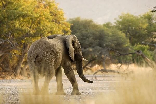 African Elephant - desert adapted - bull making his way up a dry riverbed -Abahuab River - Damaraland - Western Namibia - Africa