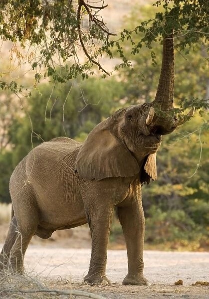 African Elephant - desert adapted - bull using his trunk to reach into a tree - Abahuab River - Damaraland - Western Namibia - Africa