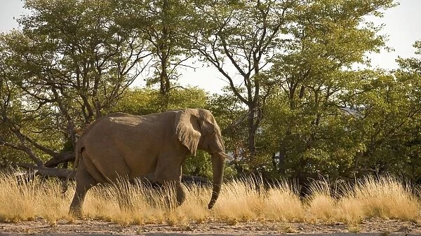 African Elephant - desert adapted - bull walking on the bank of a dry riverbed - Abahuab River - Damaraland - Western Namibia - Africa