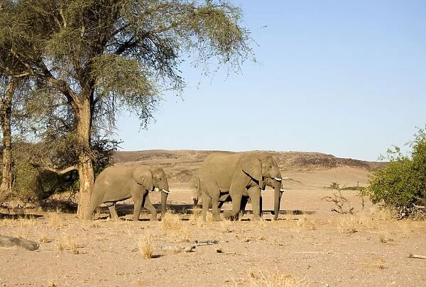 African Elephant - Desert adapted bulls in their typical habitat Huab River, Damaraland, Western Namibia, Africa