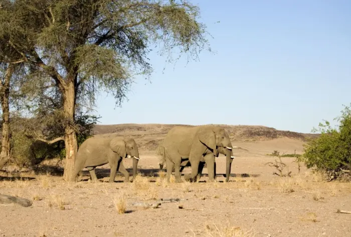 Framed Print : African Elephant - Desert adapted bulls in their typical habitat Huab River, Damaraland, Western Namibia, Africa Framed Print : African Elephant - Desert adapted bulls in their typical habitat Huab River, Damaraland, Western Namibia, Africa