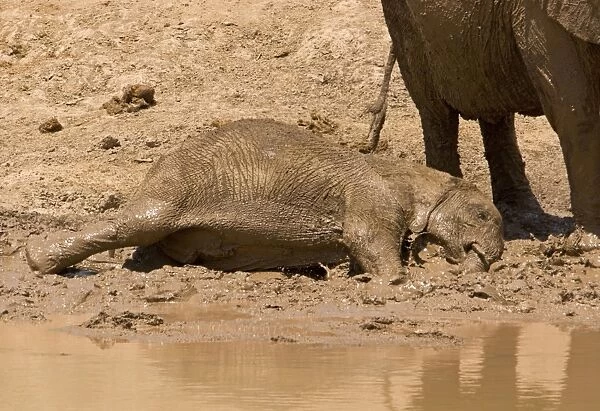 African Elephant - desert adapted - calf having a mud bath while an adult stands close bye - Damaraland - Western Namibia - Africa