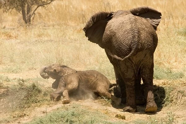 African Elephant - desert adapted - calf rolls in the dust by its mothers feet - Damaraland - Western Namibia - Africa