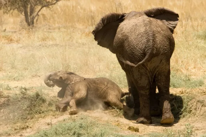 Framed Print : African Elephant - desert adapted - calf rolls in the dust by its mothers feet - Damaraland - Western Namibia - Africa Framed Print : African Elephant - desert adapted - calf rolls in the dust by its mothers feet - Damaraland - Western Namibia - Africa