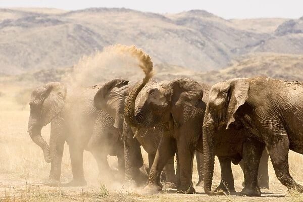 African Elephant - desert adapted - family members having a dust bath on a dry grassy plain - Damaraland - Western Namibia - Africa