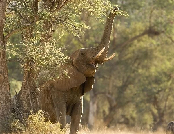 African Elephant - desert adapted - female using her trunk to reach for green leaves on a tree - Abahuab River - Damaraland - Western Namibia - Africa
