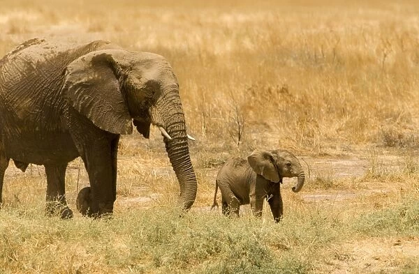 African Elephant - desert adapted - female and young calf walking through yellow winter grass - Abahuab River - Damaraland - Western Namibia - Africa
