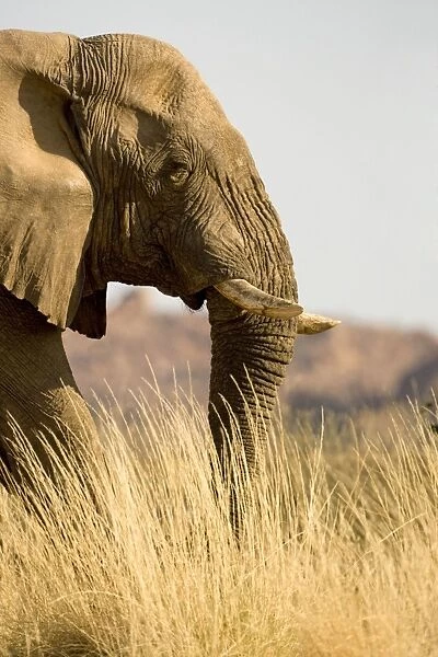 African Elephant - desert adapted - head and shoulder portrait of a big bull standing in yellow winter grass - Abahuab River - Damaraland - Western Namibia - Africa
