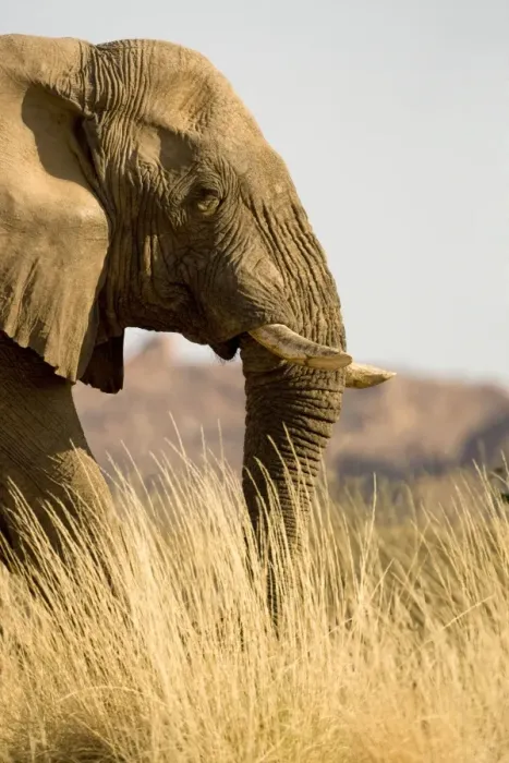 Framed Print : African Elephant - desert adapted - head and shoulder portrait of a big bull standing in yellow winter grass - Abahuab River - Damaraland - Western Namibia - Africa