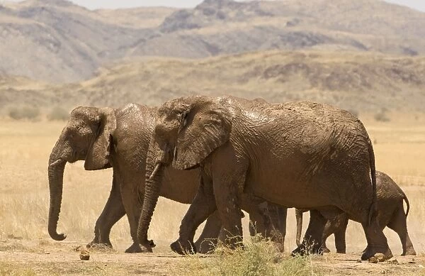 African Elephant - desert adapted - members of a family group walking across an open plain with mountains in the background - Damaraland - Western Namibia - Africa