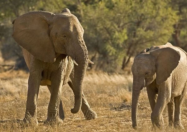 African Elephant - desert adapted - young elephant babysitting a calf with a white thorn stuck in its head - Abahuab River - Damaraland - Western Namibia - Africa